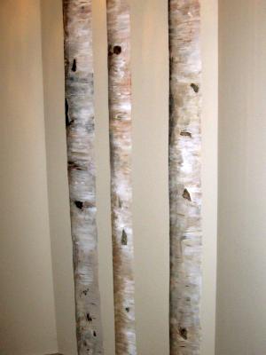 Birch Trees