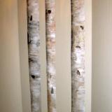 Birch Trees