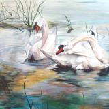 Evening preening      (Swans on the Rideau River Ottawa)