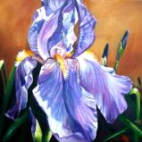 Vibrant Iris